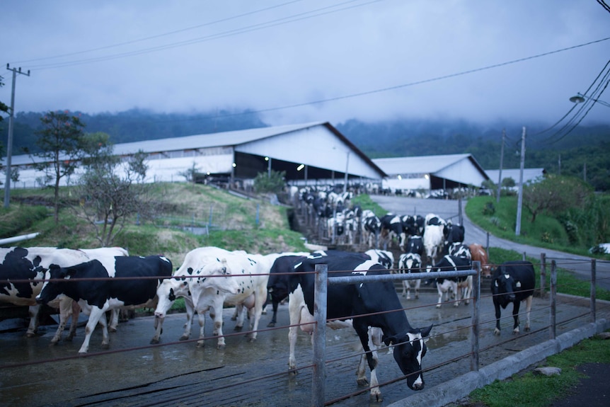 FMD Greenfields Vaches East Java