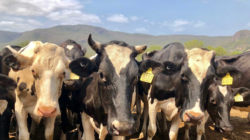 Cattle standing in a paddock.