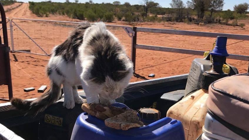 Bobby the cat eats a bacon sandwich in the back of a ute.