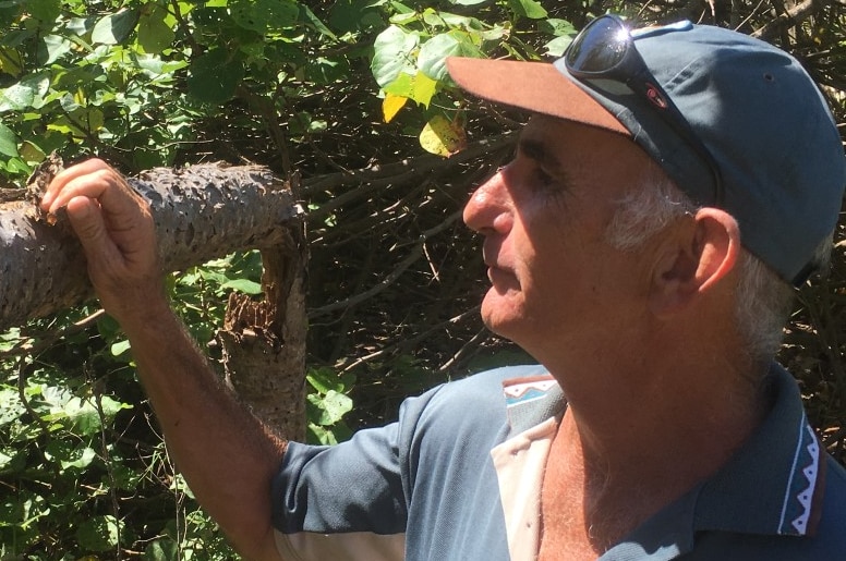 Ranger Colin Lawton wearing a cap, inspects the branch of a pandanus palm