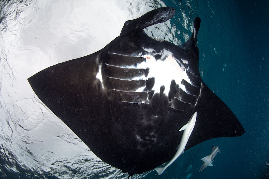 World's oldest known manta ray celebrates more than 40 years on Great  Barrier Reef - ABC News