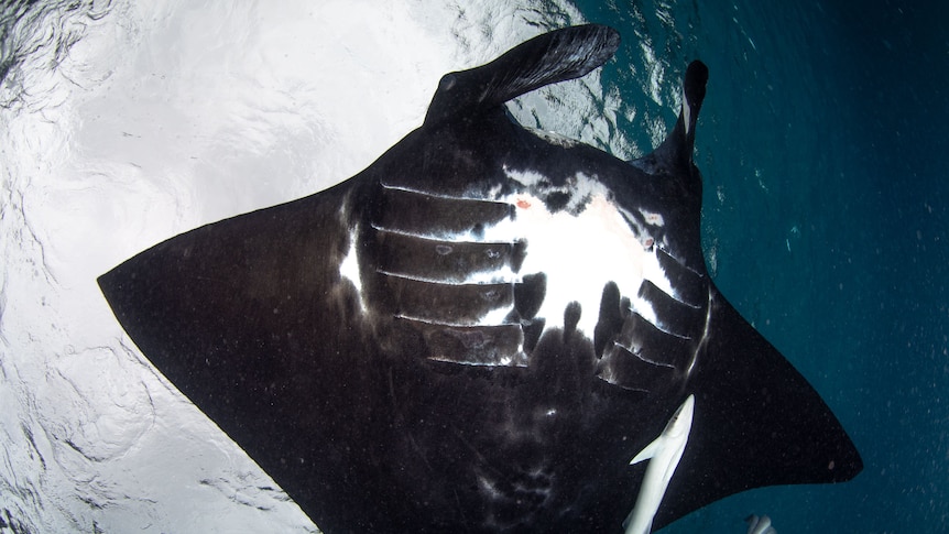 The belly of a melanistic ray.