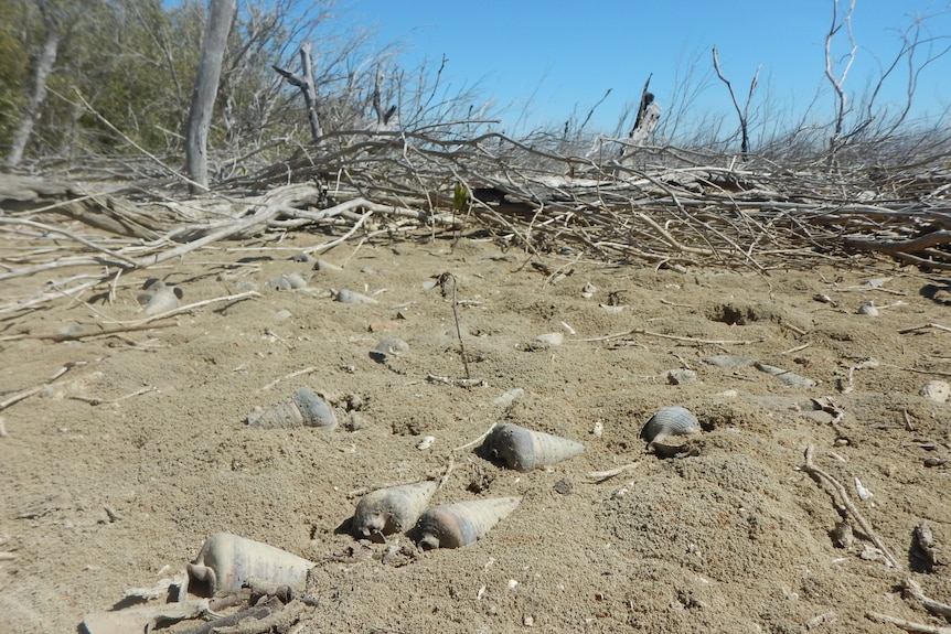 Dead shellfish on the beach, with dead mangrove behind them.