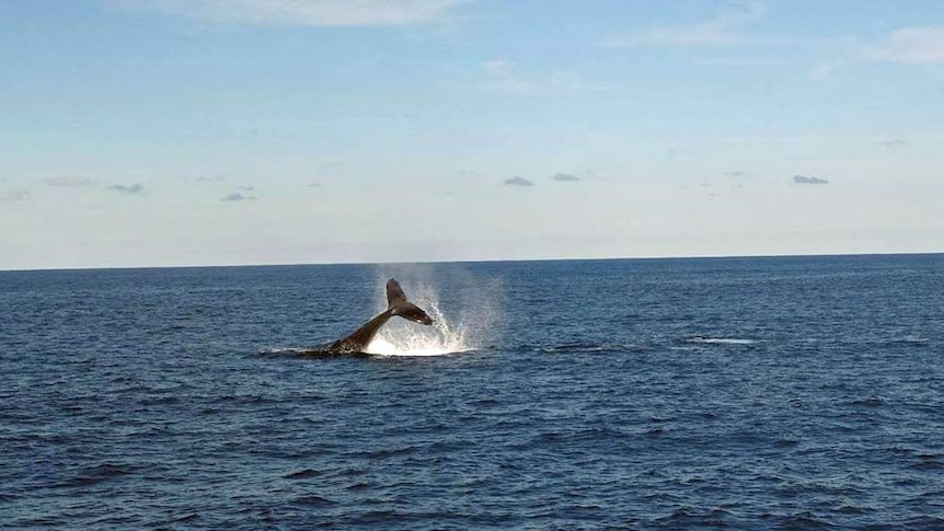 Humpback whale lifts its tail as it passes along Australia's east coast