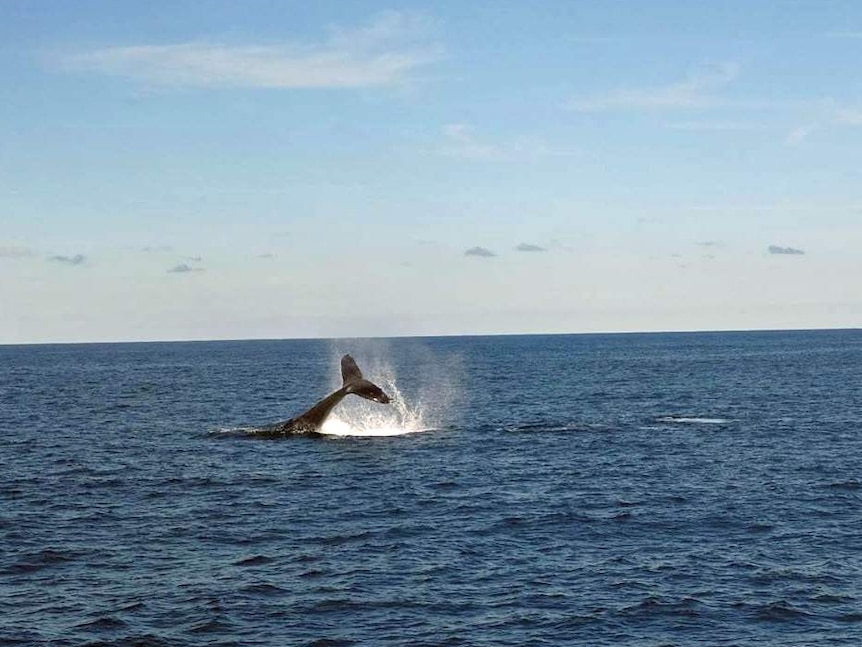 Humpback whale lifts its tail as it passes along Australia's east coast