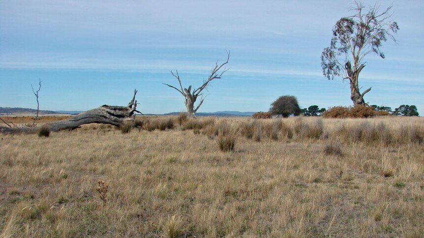 Dry grass, fallen log and dead or dying ancient eucalypt remnants of the original open grassy woodland