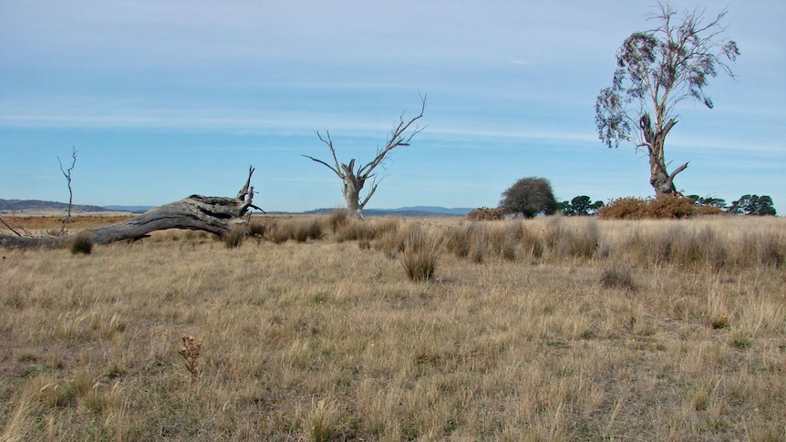 Dry grass, fallen log and dead or dying ancient eucalypt remnants of the original open grassy woodland