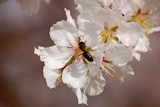 A bee pollinates an almond flower