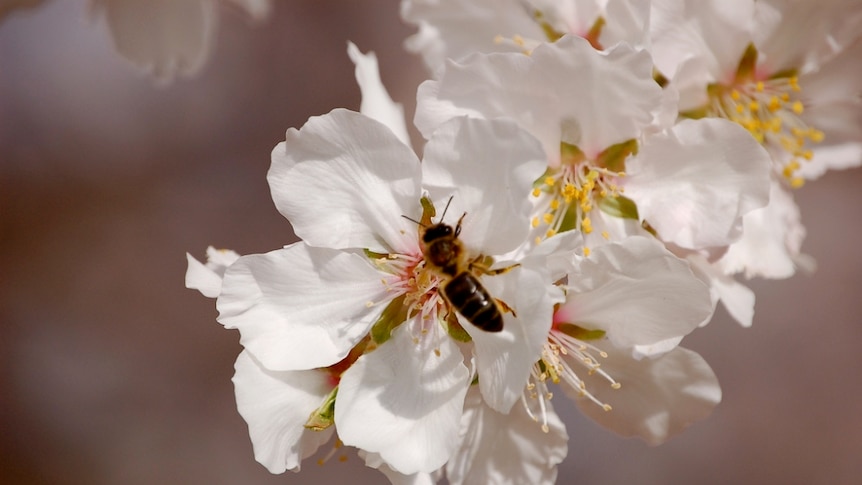 A bee pollinates an almond flower