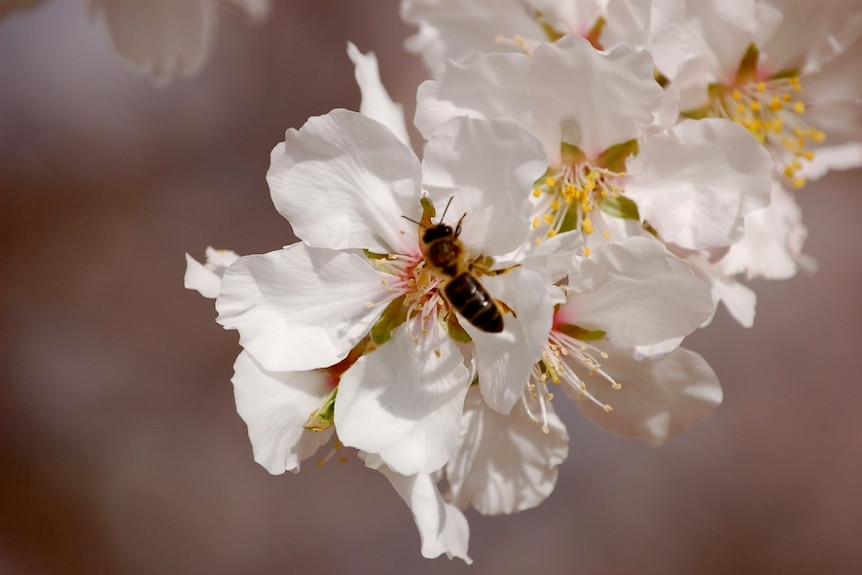 Hungry bees becoming aggressive