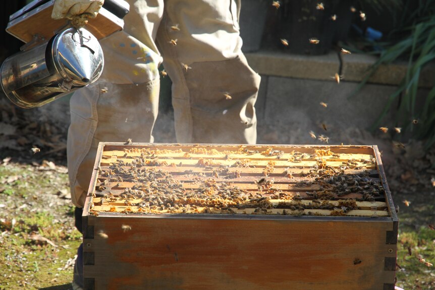 Active bees on a beehive are placated by pumped smoke.