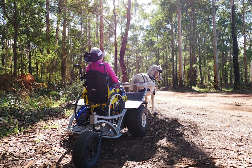 A woman sits in a wheelchair inside a carriage towed by a white pony.