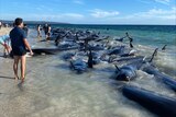 A line of beached whales stretches up a beach with people in the shallow water.