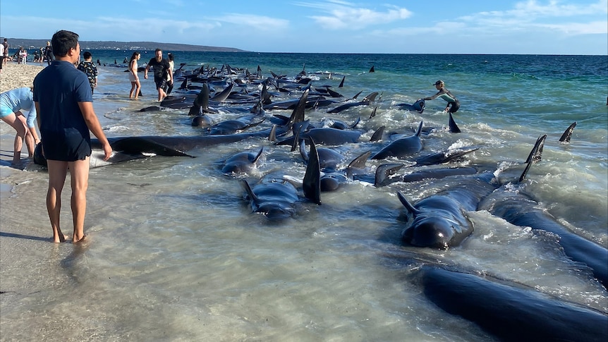 A line of beached whales stretches up a beach with people in the shallow water.
