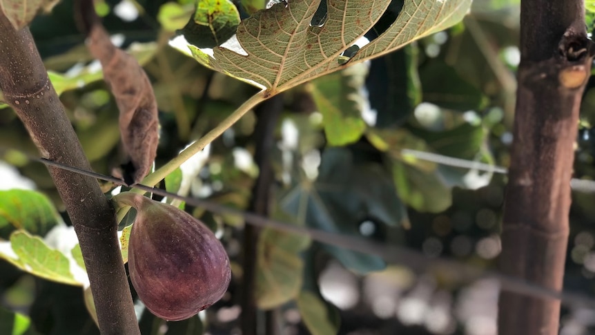 Ash Emerick says the ability to grow his figs all year means he has much more freedom with marketing.