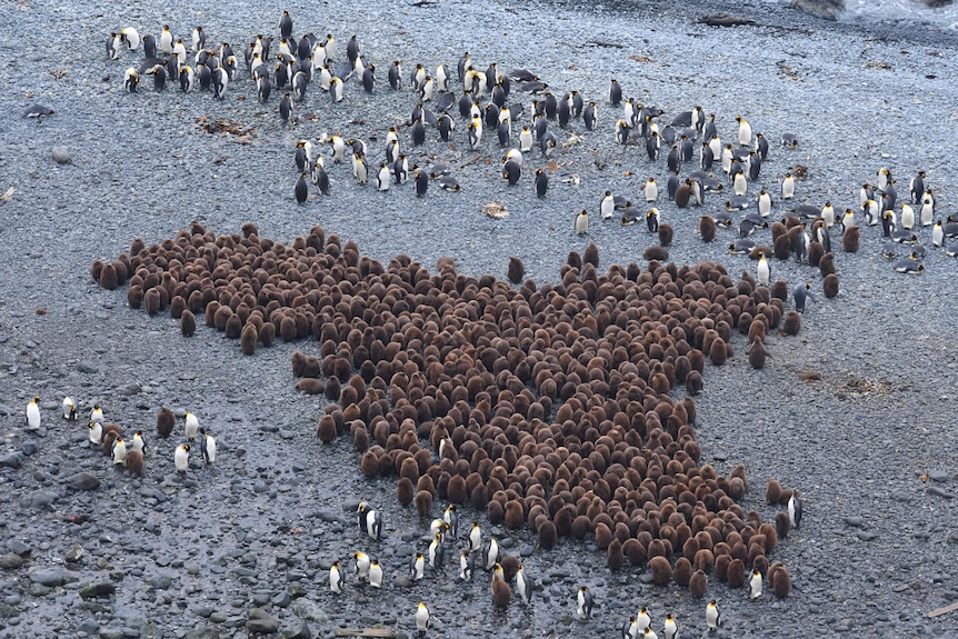 Brown king penguin chicks surrounded by parents