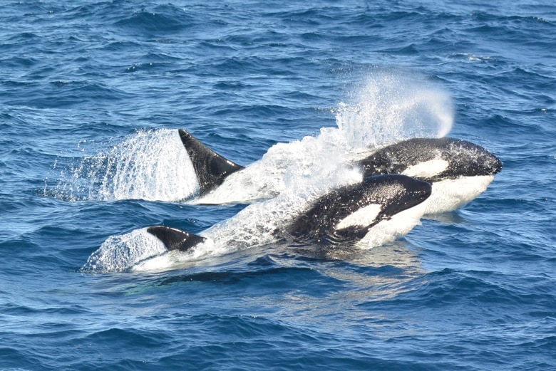 Whale attack rare site