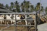 Cattle in a feedlot with palm trees in the background.