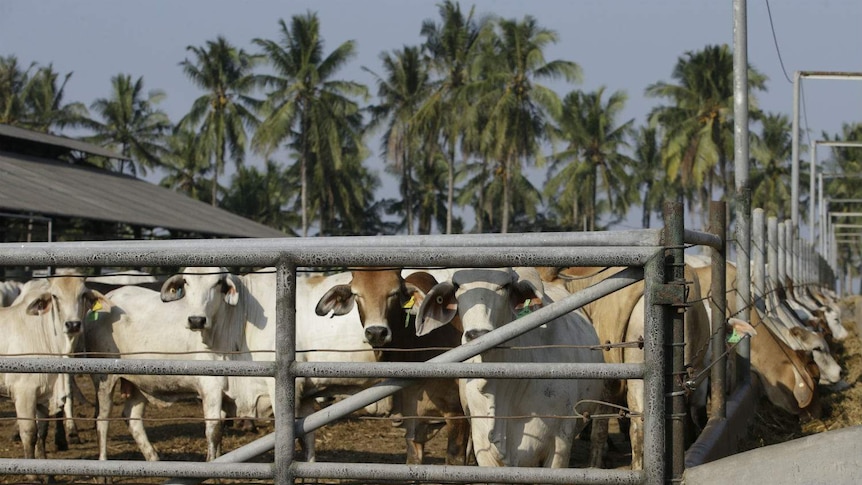 Cattle in a feedlot with palm trees in the background.
