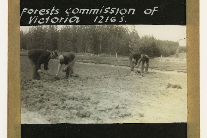 A black and white photo of men working on a clearing against a backdrop of trees.