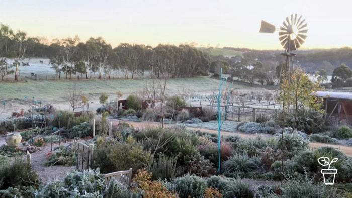 Large rural garden with windmill in background and frost on ground and covering plants