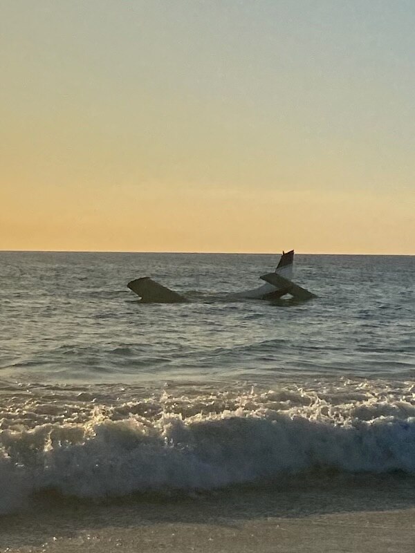Two people make it to shore after light plane crashes into sea at Leighton Beach, in Perth's south - Vimarsana News