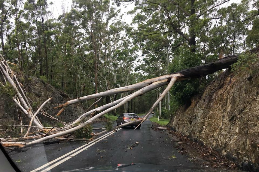A fallen tree blocks the Bucca Road at Bucca near Coffs Harbour.