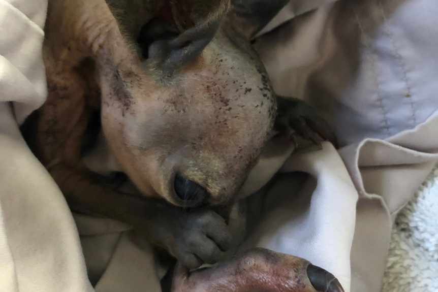 A hairless baby wallaroo wrapped in a blanket.