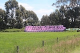 Silage bales with the words "save a life, grope ya wife" written on them.