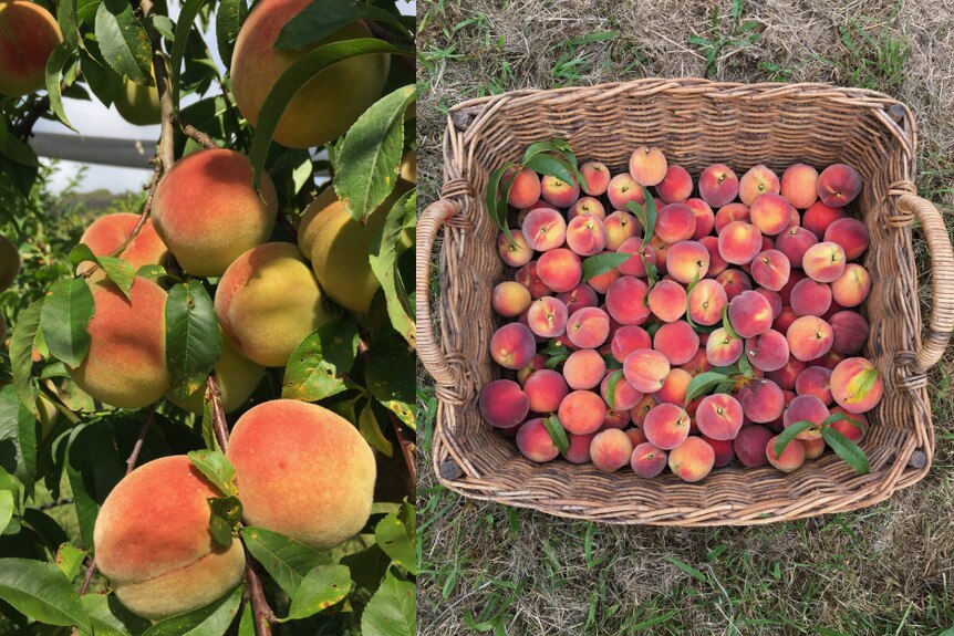 Peaches on a branch and peaches in a basket. 