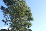 Wollemi pine at the National Arboretum