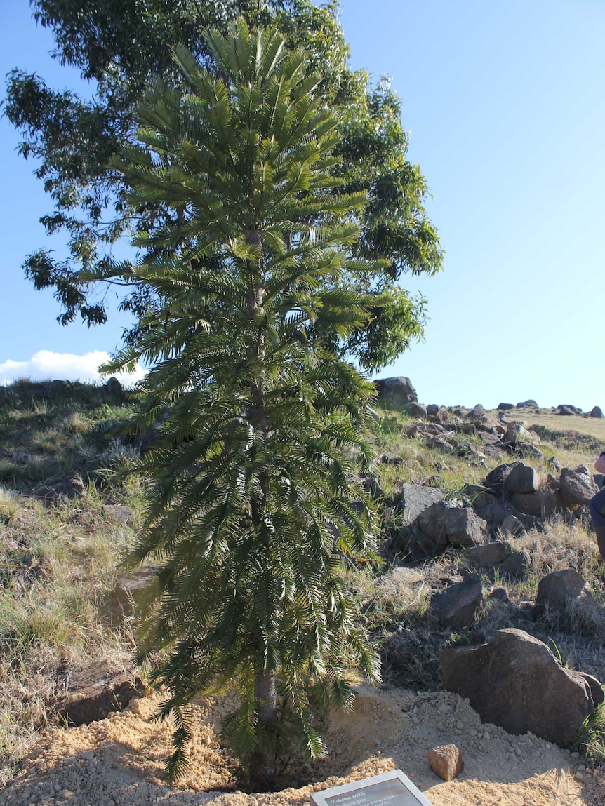 Wollemi pine at the National Arboretum