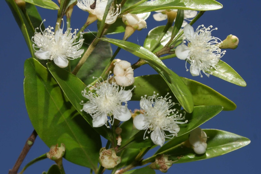 Small white flowers with green, glossy leaves.