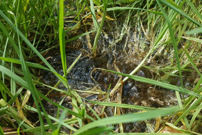 water bubbles up from the ground