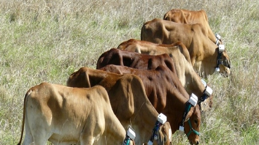 Cows line up along a virtual fence, controlled by GPS collars that emit an audible warning when they approach the boundary.