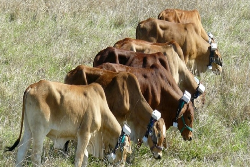 Cows line up along a virtual fence, controlled by GPS collars that emit an audible warning when they approach the boundary.