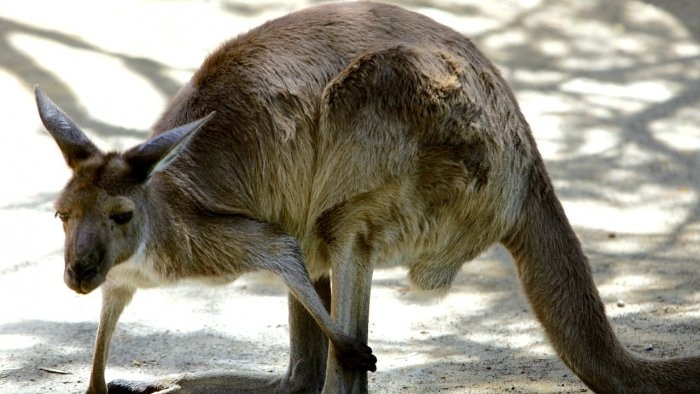 One of the kangaroos discovered in an Indian forest