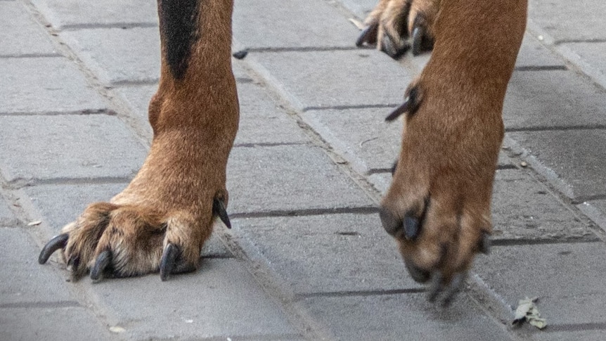 Close-up of large dog's paws on paving.