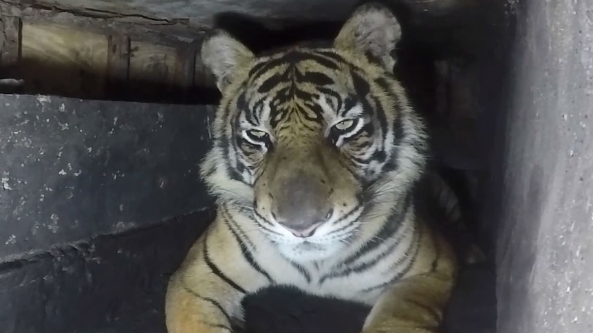 A tiger trapped in a dark concrete shaft beneath a shop in Sumatra