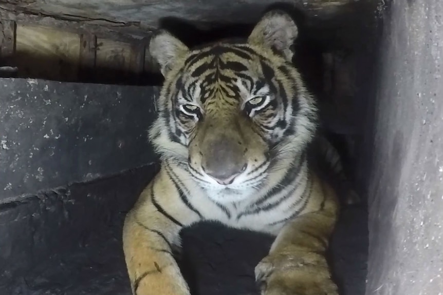 A tiger trapped in a dark concrete shaft beneath a shop in Sumatra