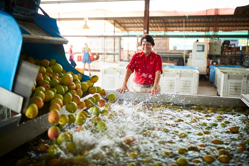 woman smiles as mangoes are washed