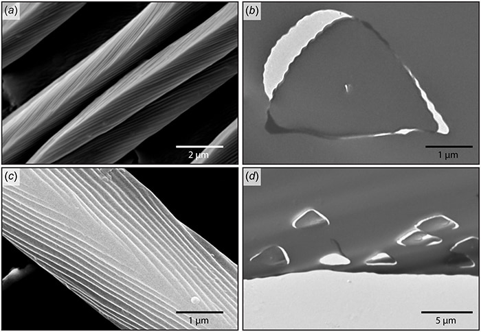 Electron scanning microscope images of body hair of Saharan silver ant