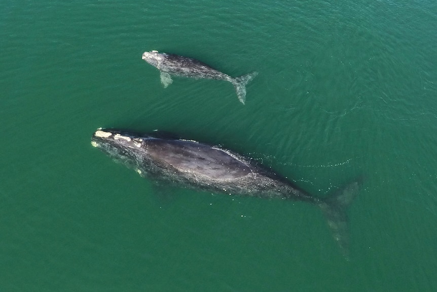 A whale and its calf in the open ocean