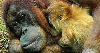 Orangutan