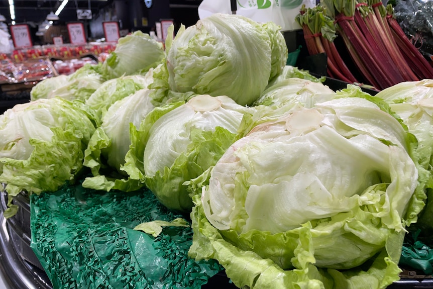 Iceberg lettuces in a pile.