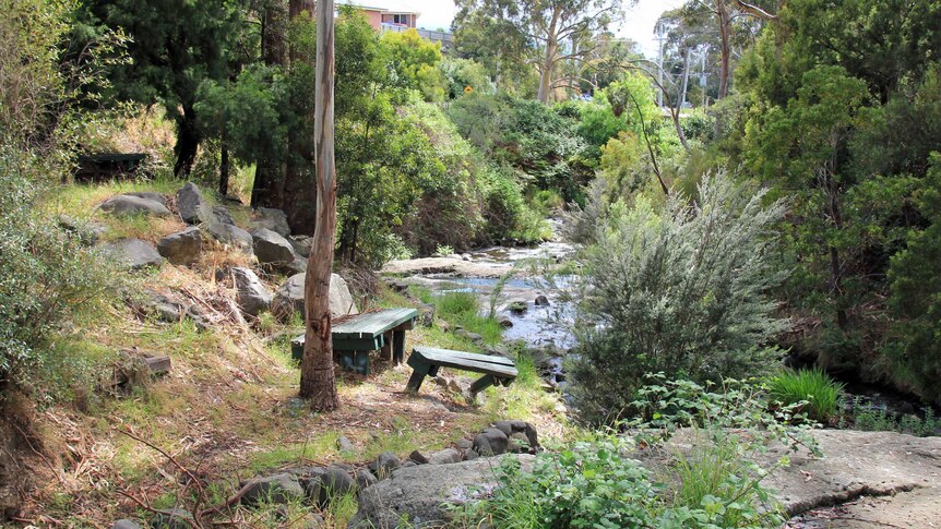 An overgrown rivulet with crumbling wooden picnic tables next to it