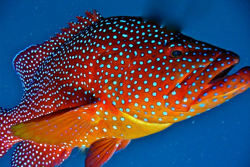Close-up under water photo of a large white spotted, orange fish