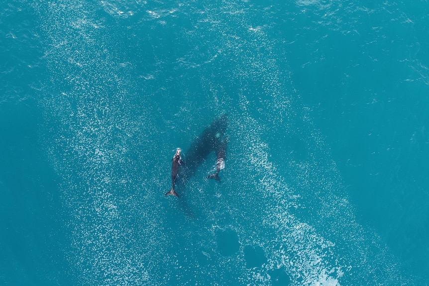 A bird's eye view of a whale and two calves in the ocean
