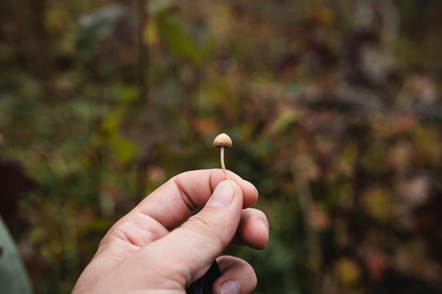 Magic mushroom' trial in WA could be the key to treating depression - ABC  News