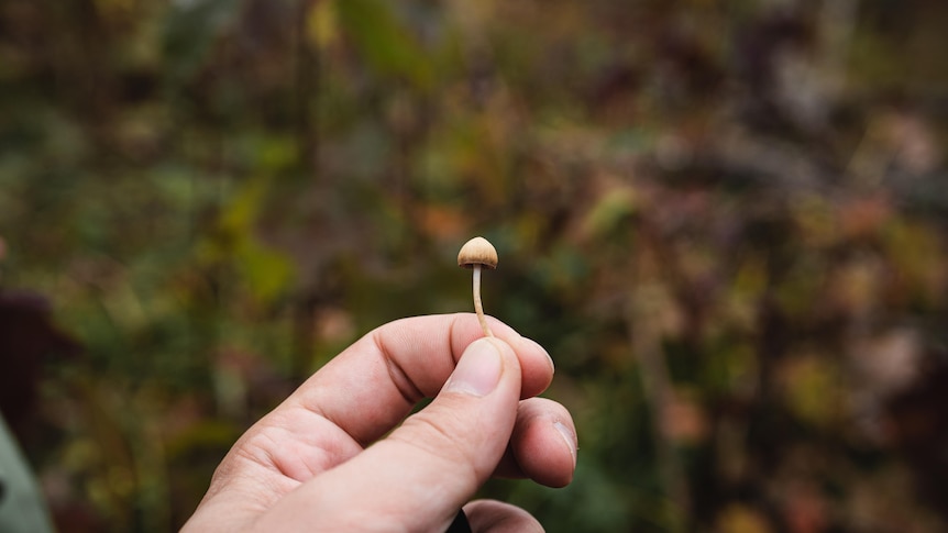 Magic mushroom' trial in WA could be the key to treating depression - ABC  News